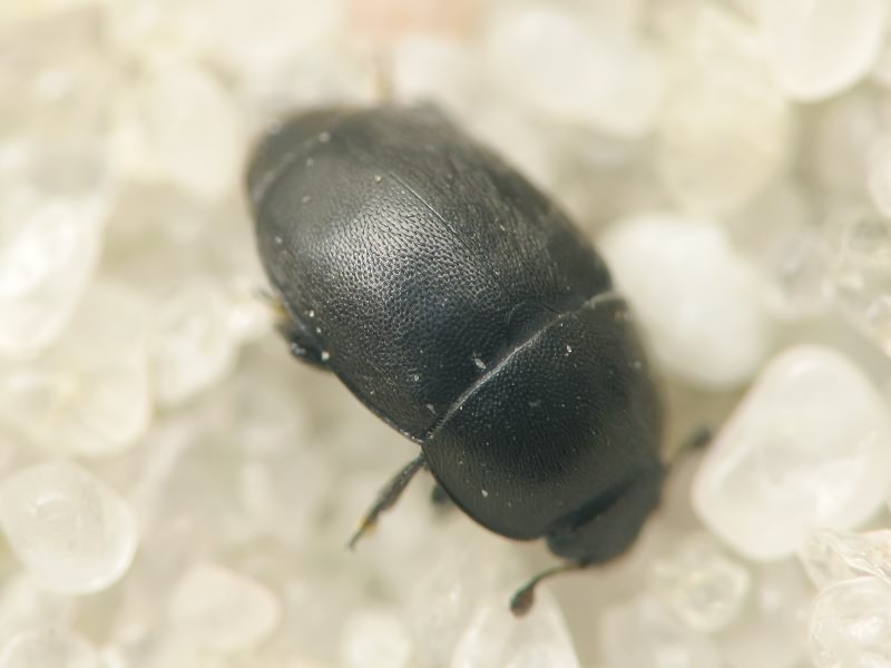 Nitidulidae Latreille, 1802